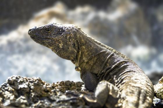 Kjempeøgle "Lagarto Gigante" på El Hierro