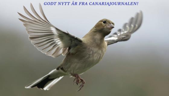 Vi flyger in i det nya året.