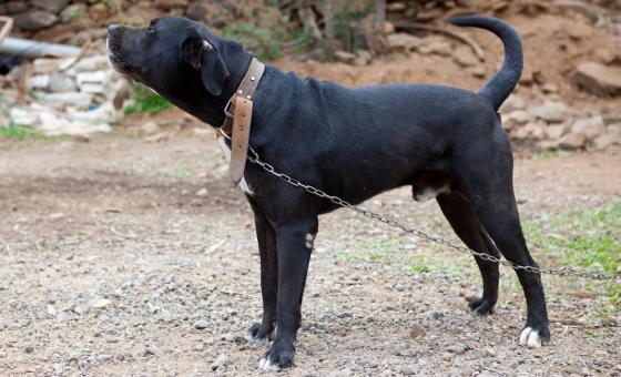 Presa Canario_hund_kanariøyene