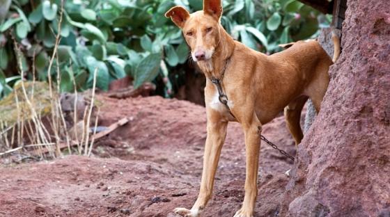 Kanariøyene_Dyrevern_Hund_Podenco_Kanarisk Jakthund