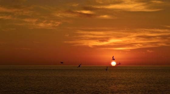 Kanariøyene_Været_Solnedgang_Fugler