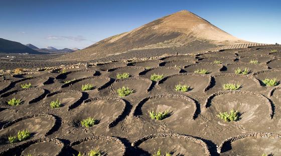 Vindyrking_La Geria_Lanzarote