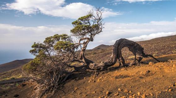 Parque Rural de Frontera_ElHierro