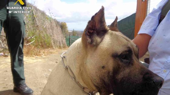 Ulovlig kupering av ører på hunderasen presa canario.