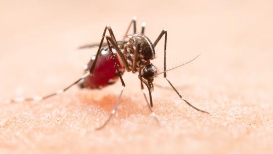 Gulfebermygg Aedes aegypti