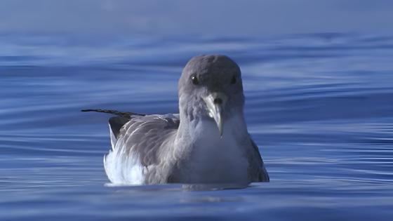 Gulnebblire,Calonectris diomedea, Pardela cenicienta atlántica