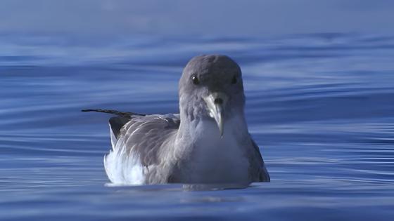 Gulnebblire,Calonectris diomedea, Pardela cenicienta atlántica