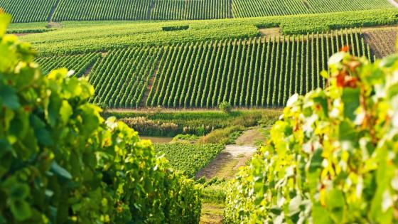 Vinsmaking og guidede besøk på vingårder på Kanariøyene er et nytt konsept fra TUI.