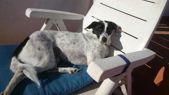 Hund ligger i solstol.