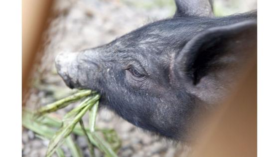 Cochino negro (kanarisk svart gris)