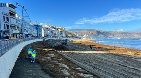 Fjerning av tang på Canteras-stranden i Las Palmas.
