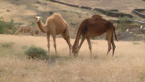 Camello canario.