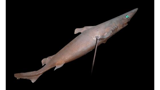 Centroscymnus crepidater