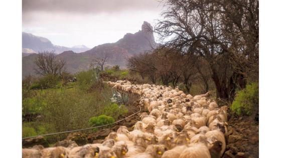 Saueflokk på Gran Canaria