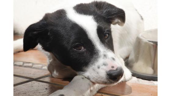 Liggende hund ved siden av vannskål. 