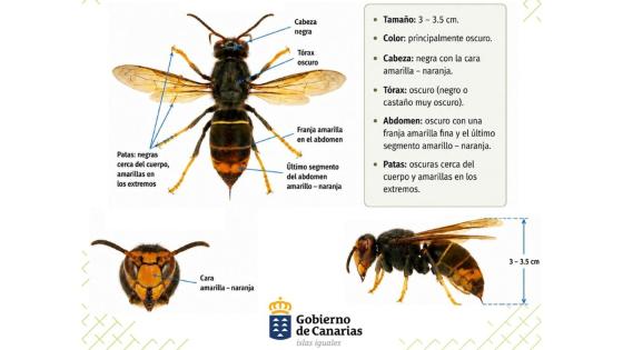  Vespa velutina ssp nigrithorax asiatisk geithams