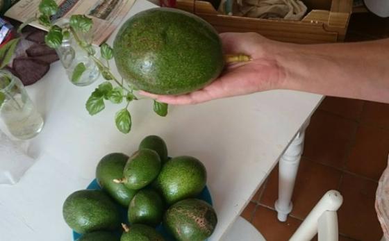 Avokado fra Kanariøyene