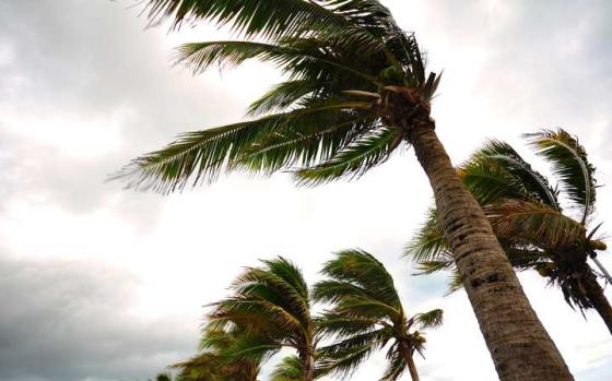 Palmer i sterk vind.