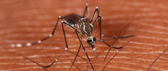 Gulfebermygg Aedes aegypti