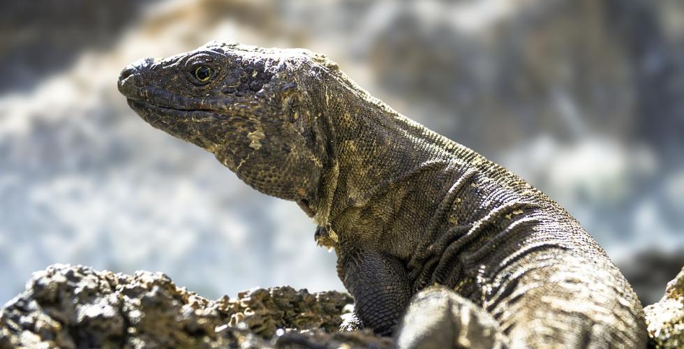 Kjempeøgle "Lagarto Gigante" på El Hierro