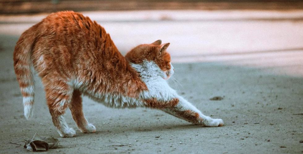 Katt som strekker seg på morgenen.