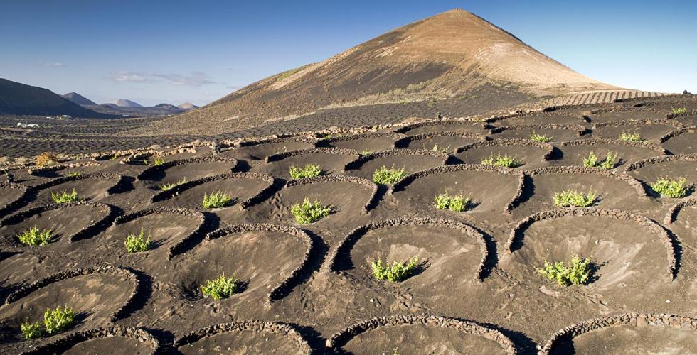 Vindyrking_La Geria_Lanzarote