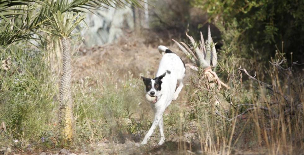 Hund med ball i fri natur.