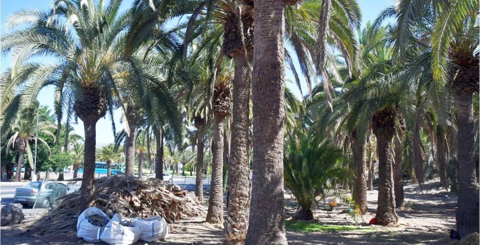 Palmelunden Elmasa sør på Gran Canaria gjennomgår  en grundig opprydding.