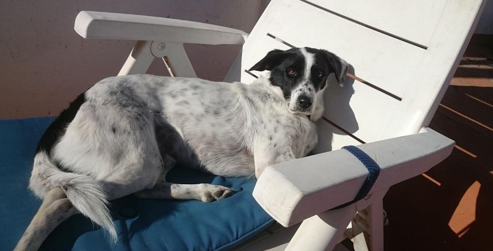 Hund ligger i solstol.