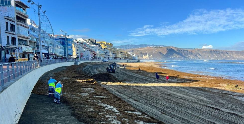 Fjerning av tang på Canteras-stranden i Las Palmas.