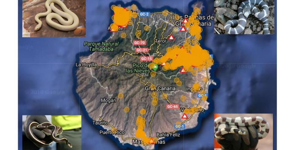 Slangefangst på Gran Canaria.