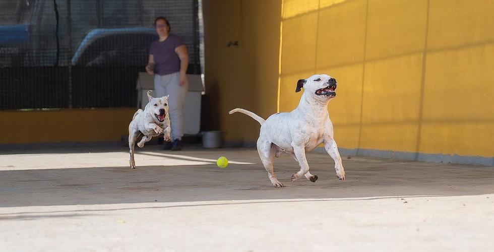 To hunder leker med en ball. 