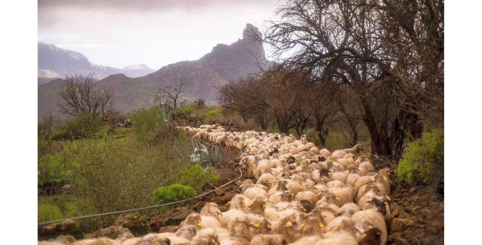 Saueflokk på Gran Canaria