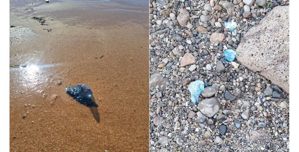 Portugisisk krigsskip på strand.