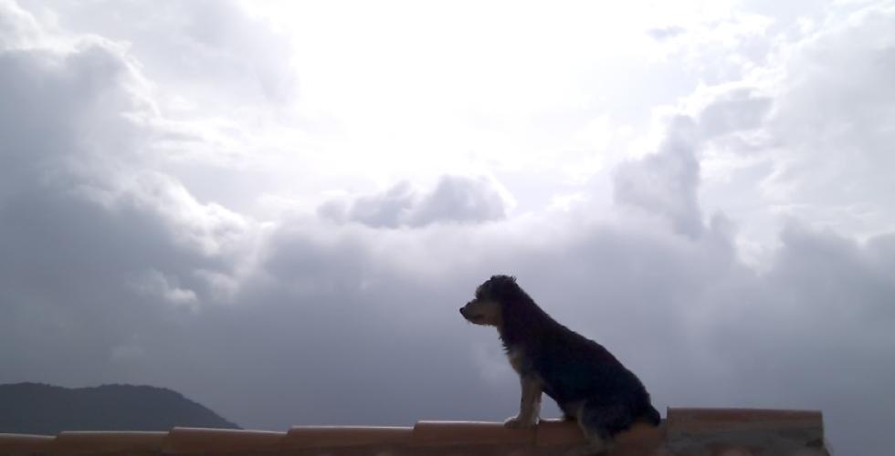 Hund på tak.