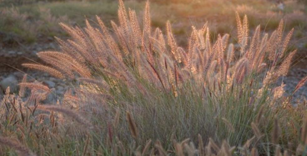 Rabo de gato (Pennisetum Setaceum)