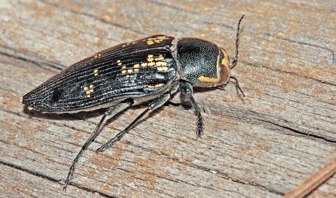 Buprestis berthelotii, Tenerife
