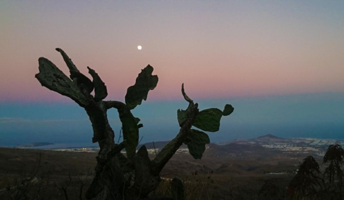 Kaktus og måne, Agüimes