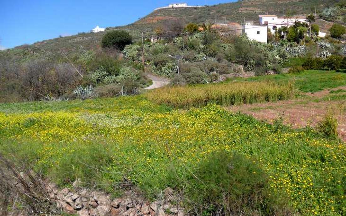 Fin blomstereng ved Fagajesto, Gran Canarias høyland