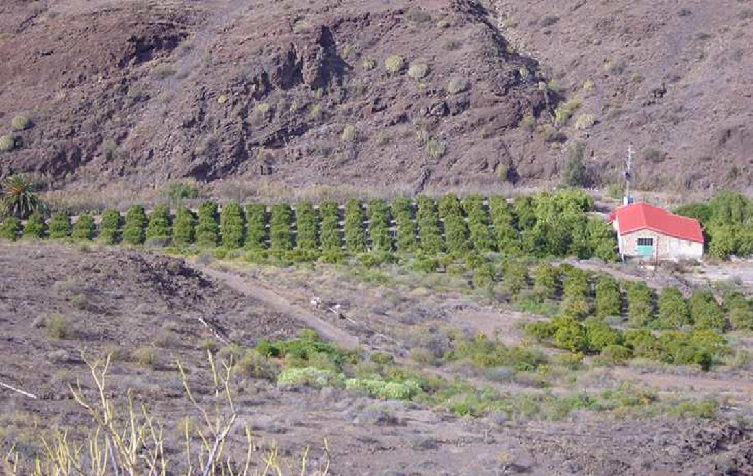 Fottur: Barranco de Veneguera