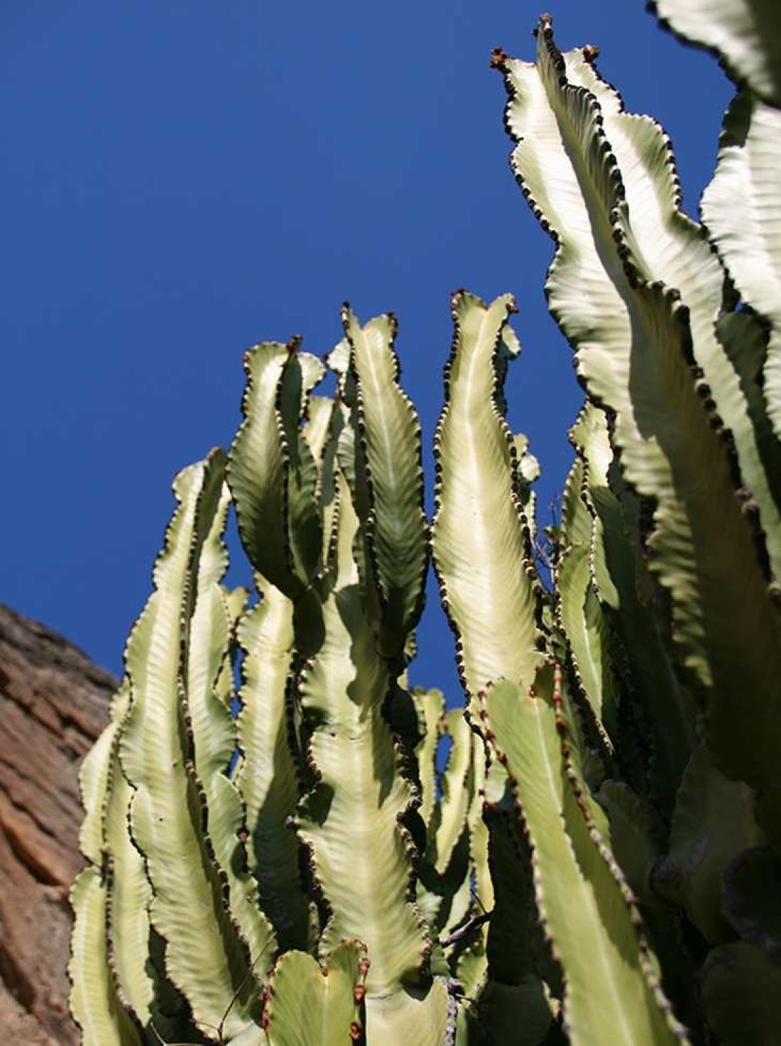Typisk vegetasjon i området