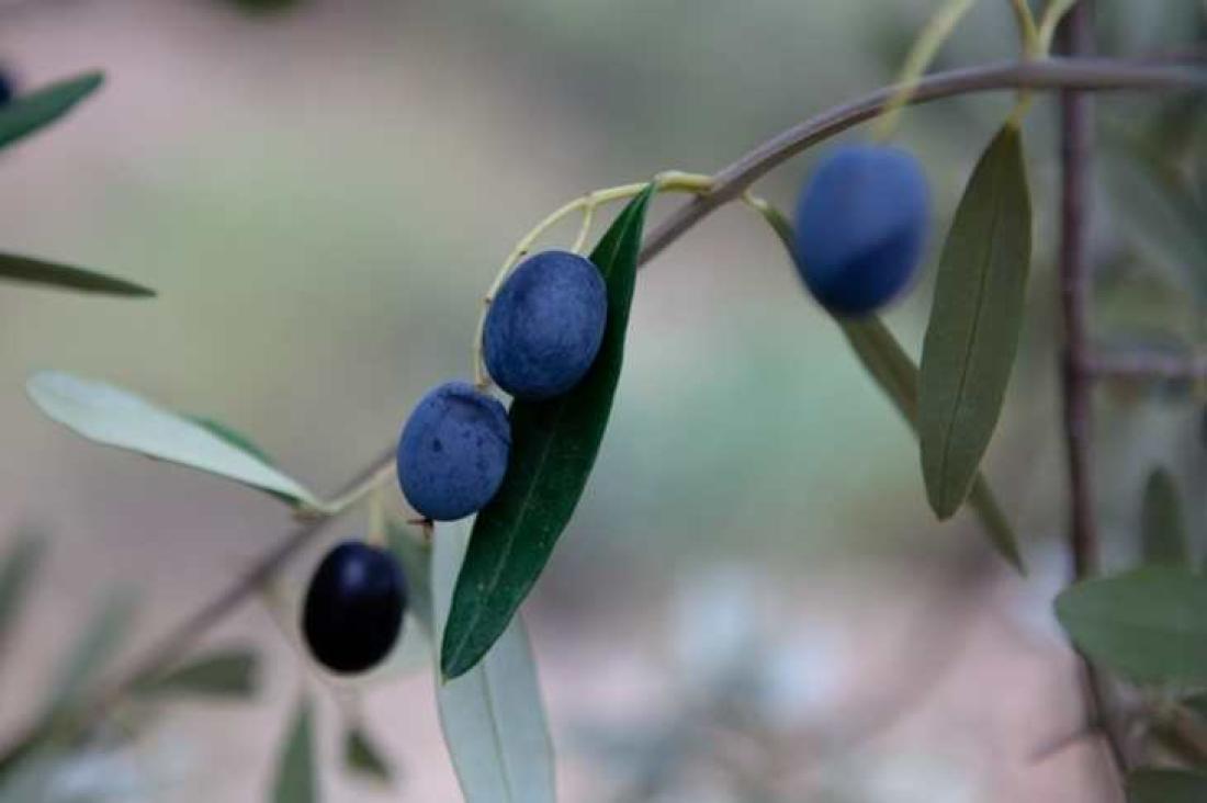 Olivenolje i Agüimes. Foto Hugo Ryvik