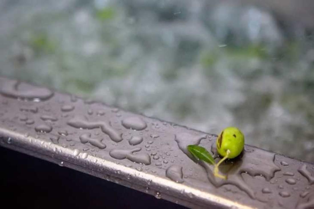 Olivenolje i Agüimes. Foto Hugo Ryvik