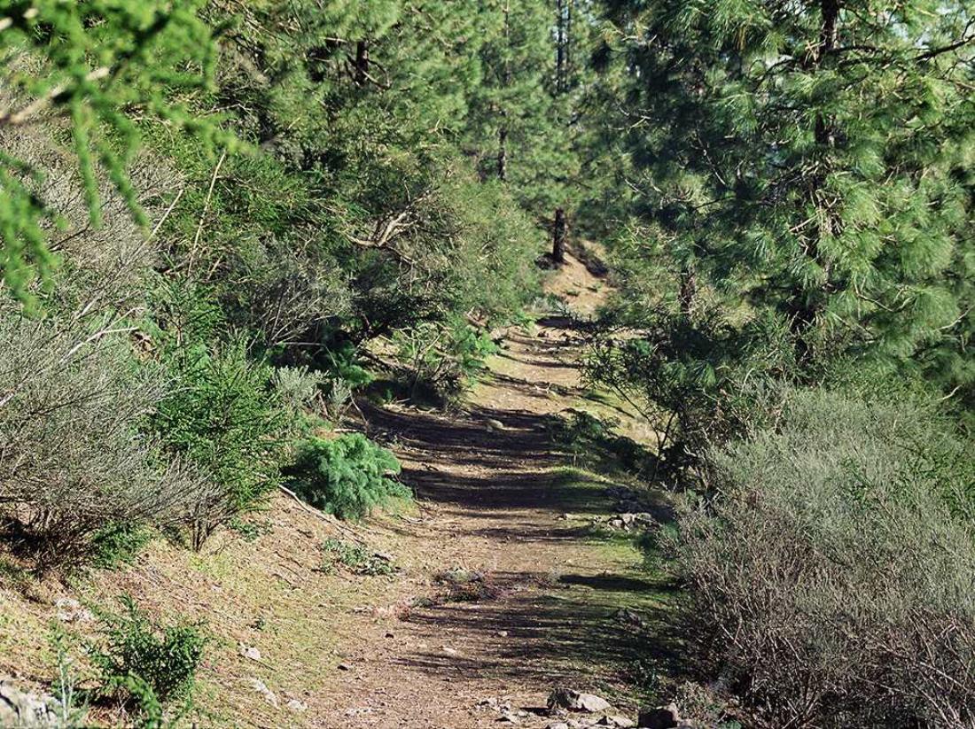 Fredelig på stiene i skogen