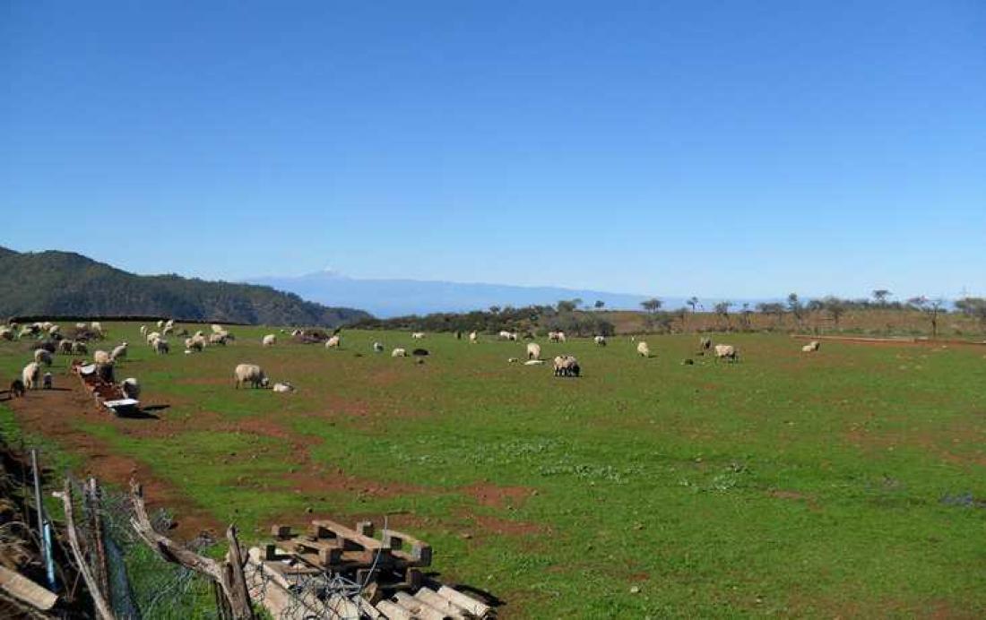 Vide beitemarker nordvest på Gran Canaria