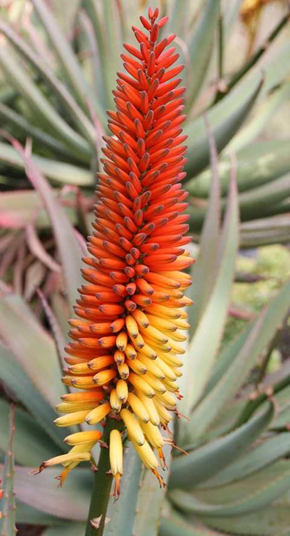 I den botaniske hagen, Gran Canaria